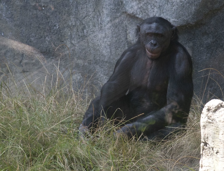 316-5335 San Diego Zoo - Chimpanzee.jpg